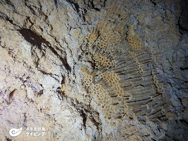 サンゴの化石